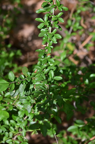 Quihoui privet (Ligustrum quihoui)