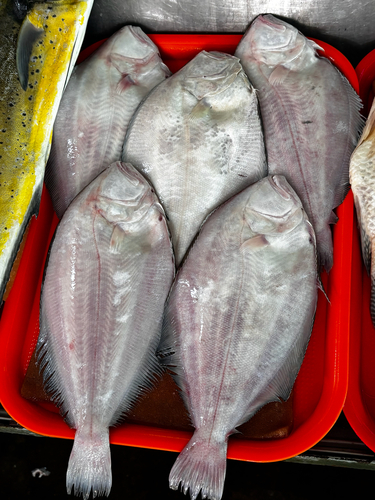 Toothed flounder (Cyclopsetta querna) — Paralichthyidae — 4