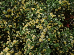 Thymelaea