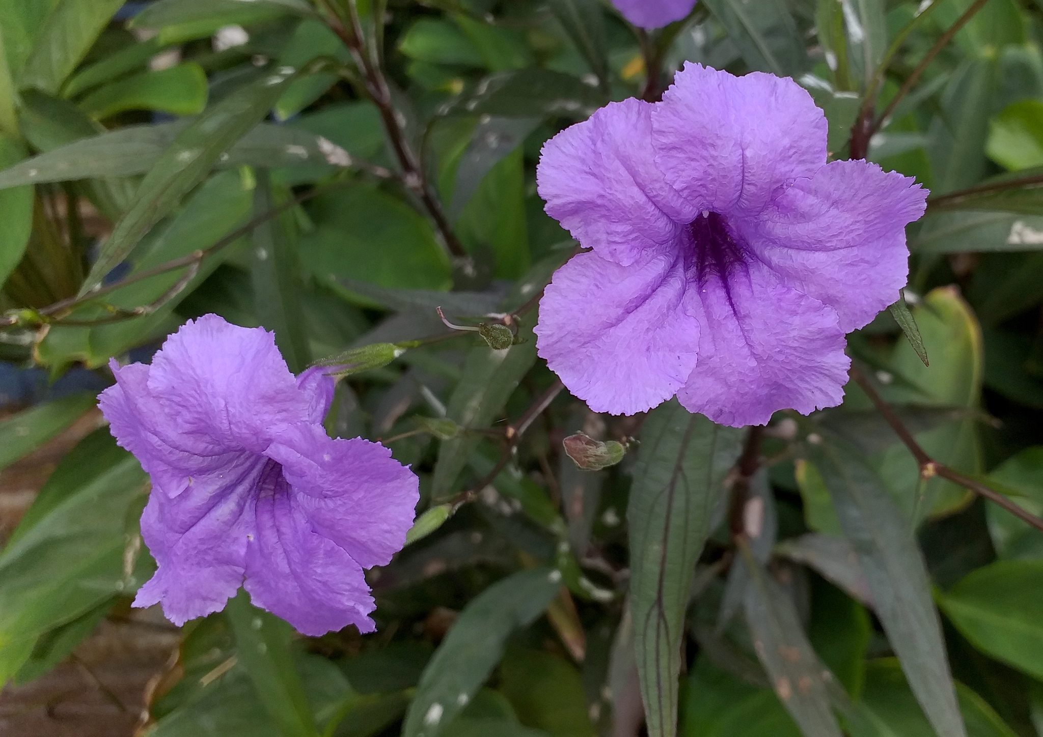 Ruellia simplex