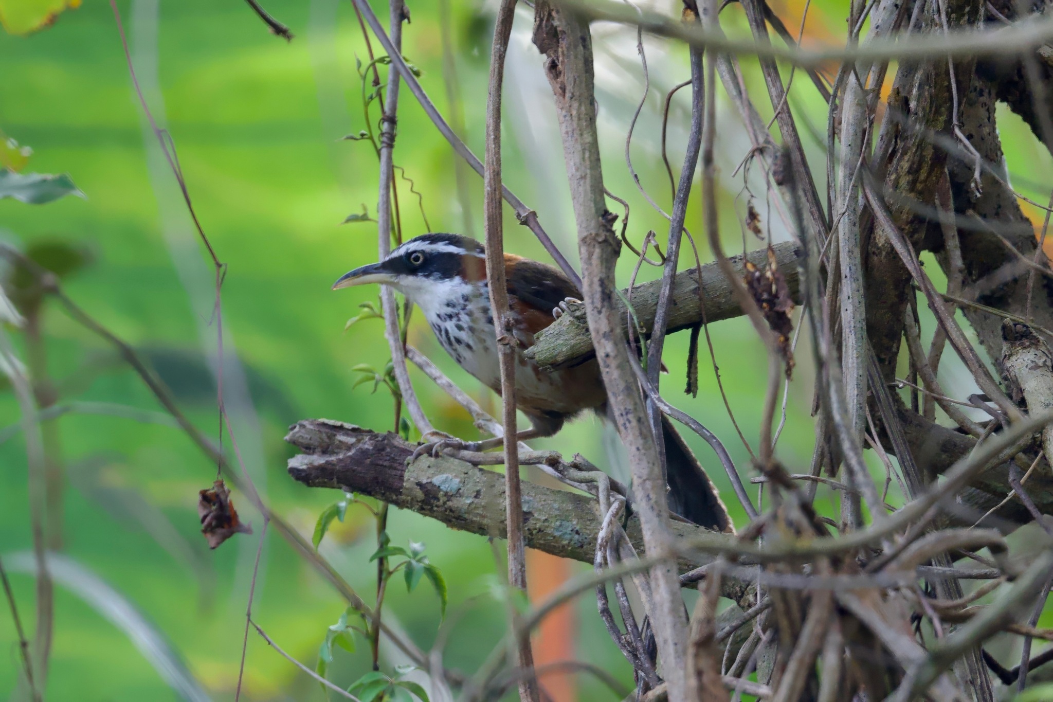 Taiwan Scimitar Babbler (Pomatorhinus musicus), photo 6