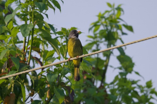 Collared Finchbill (Spizixos semitorques), photo 8