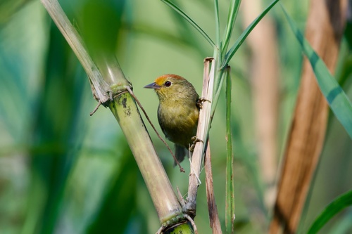 Rufous-capped Babbler (Cyanoderma ruficeps), photo 4