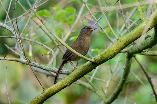 Taiwan Hwamei (Garrulax taewanus), photo 4
