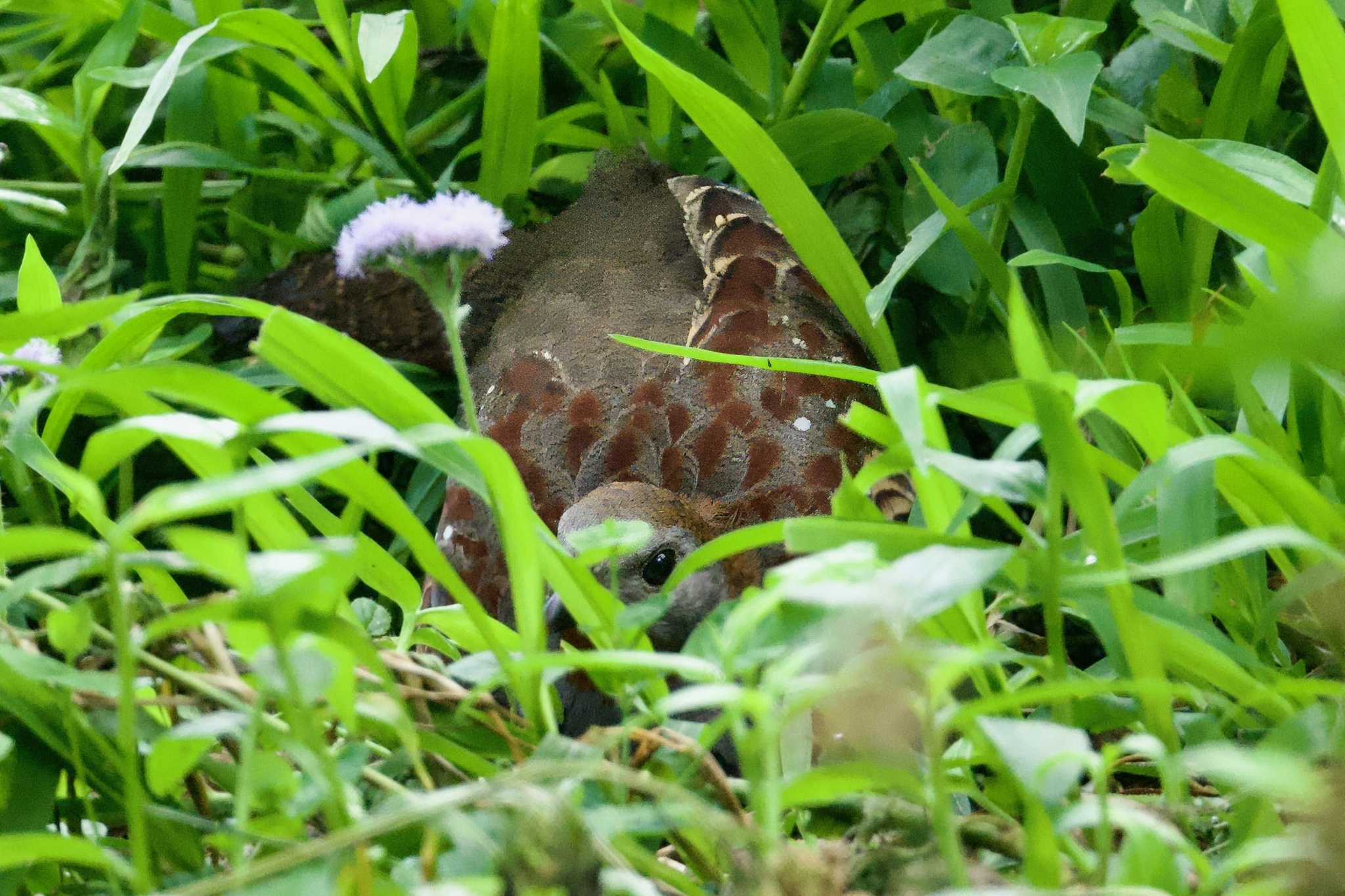 Taiwan Bamboo Partridge (Bambusicola sonorivox), photo 4
