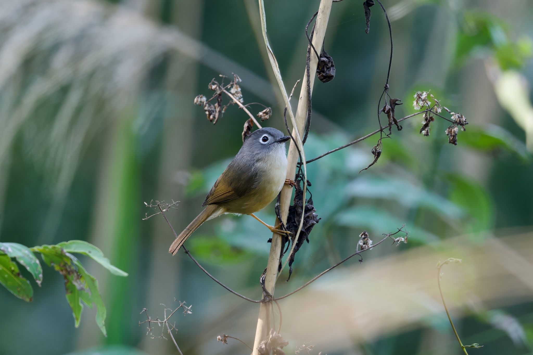 Grey-cheeked Fulvetta (Alcippe morrisonia), photo 7