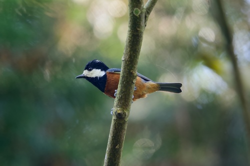 Chestnut-bellied Tit (Sittiparus castaneoventris), photo 5