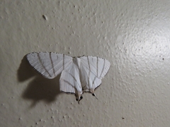 Urapteroides recurvata