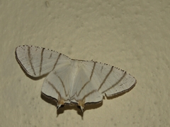 Urapteroides recurvata