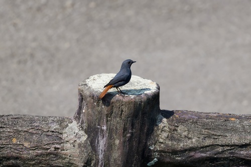 Plumbeous Water Redstart (Phoenicurus fuliginosus), photo 9