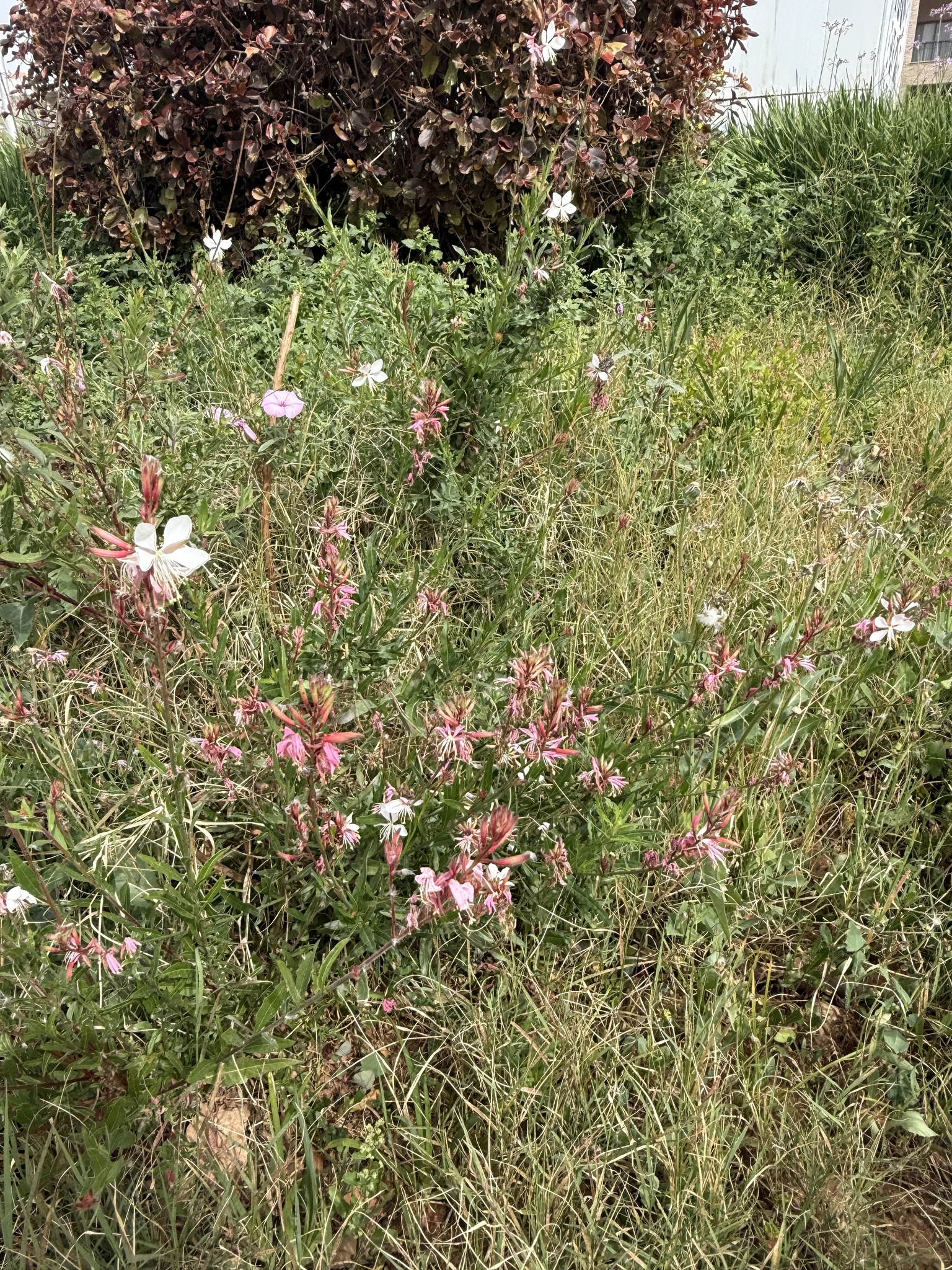 Clockweed (Oenothera lindheimeri)