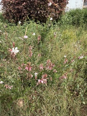 Clockweed (Oenothera lindheimeri)
