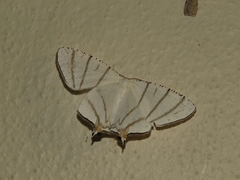 Urapteroides recurvata