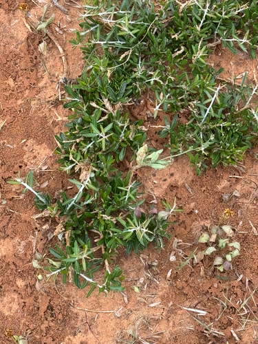 Amargosa (Castela erecta)