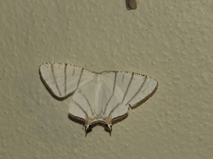 Urapteroides recurvata