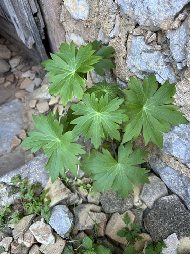 Painted-leaved larkspur (Staphisagria picta)