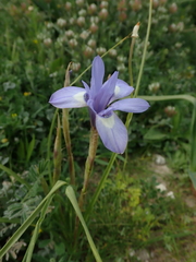 Moraea sisyrinchium