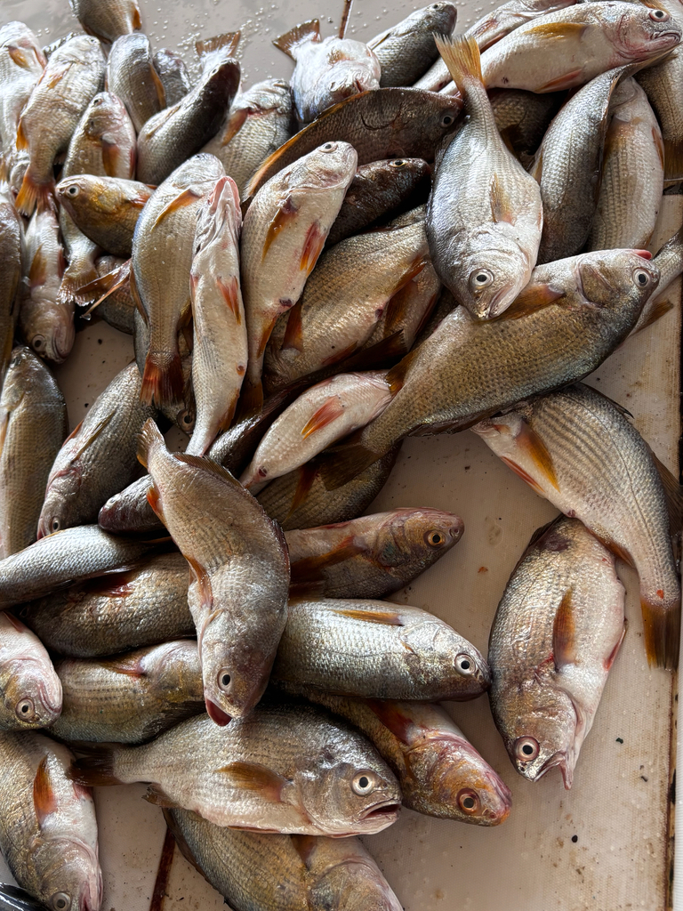 Minor Stardrum