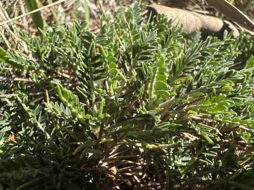 Balearic Milk-vetch (Astragalus balearicus)