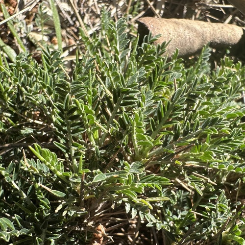 Astragalus balearicus, photograph 2