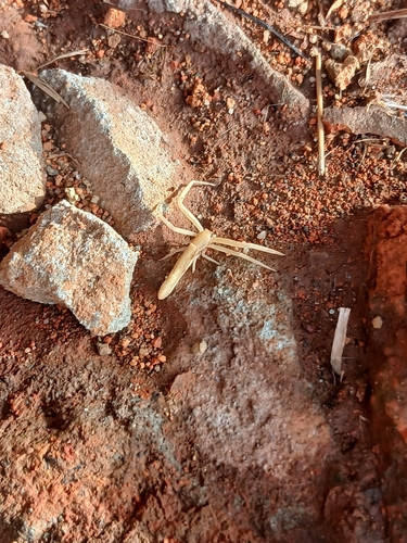 Runcinia flavida