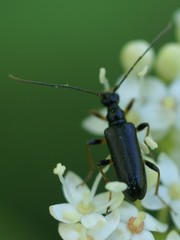 Pidonia ruficollis