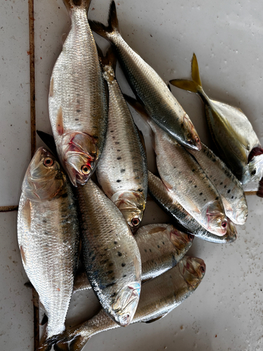 Pacific menhaden (Ethmidium maculatum) — Clupeidae — 4