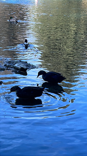 iNaturalist: (c) Daniel Laus, some rights reserved (CC BY-NC), uploaded by Daniel Laus iNaturalist image