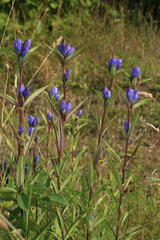 Gentiana triflora