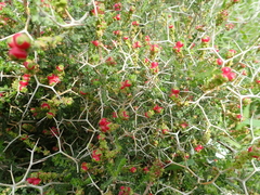 Sarcopoterium