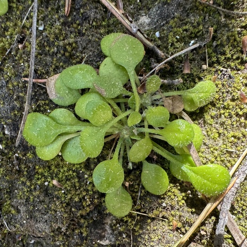 Miniature Daisy (Bellium bellidioides)