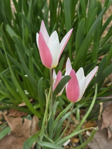 Tulipa clusiana iNat (1)