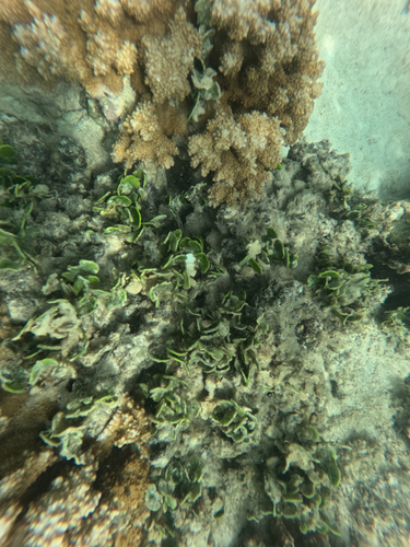 Halimeda discoidea observed 2026-04-05