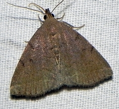 Zanclognatha martha