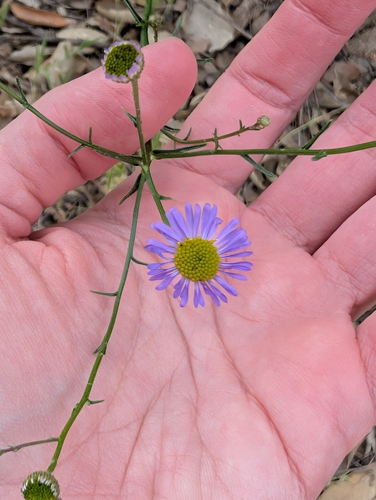 Leafy Fleabane (Erigeron foliosus)