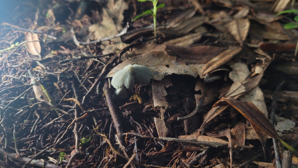 Entoloma canoconicum · April 2026 · photo: © s83482 (iNaturalist, cc-by)