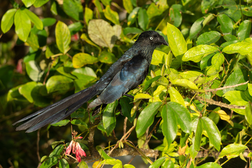 Greater Ani (Crotophaga major), photo 8