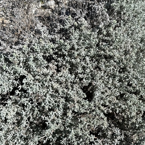 Minorcan lavender-cotton (Santolina magonica)