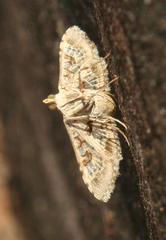 Sameodes cancellalis