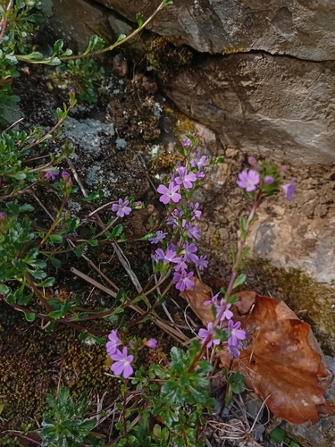 Fairy Foxglove (Erinus alpinus)