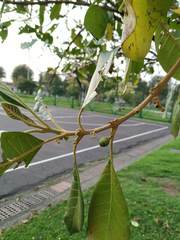 Aegiphila bogotensis