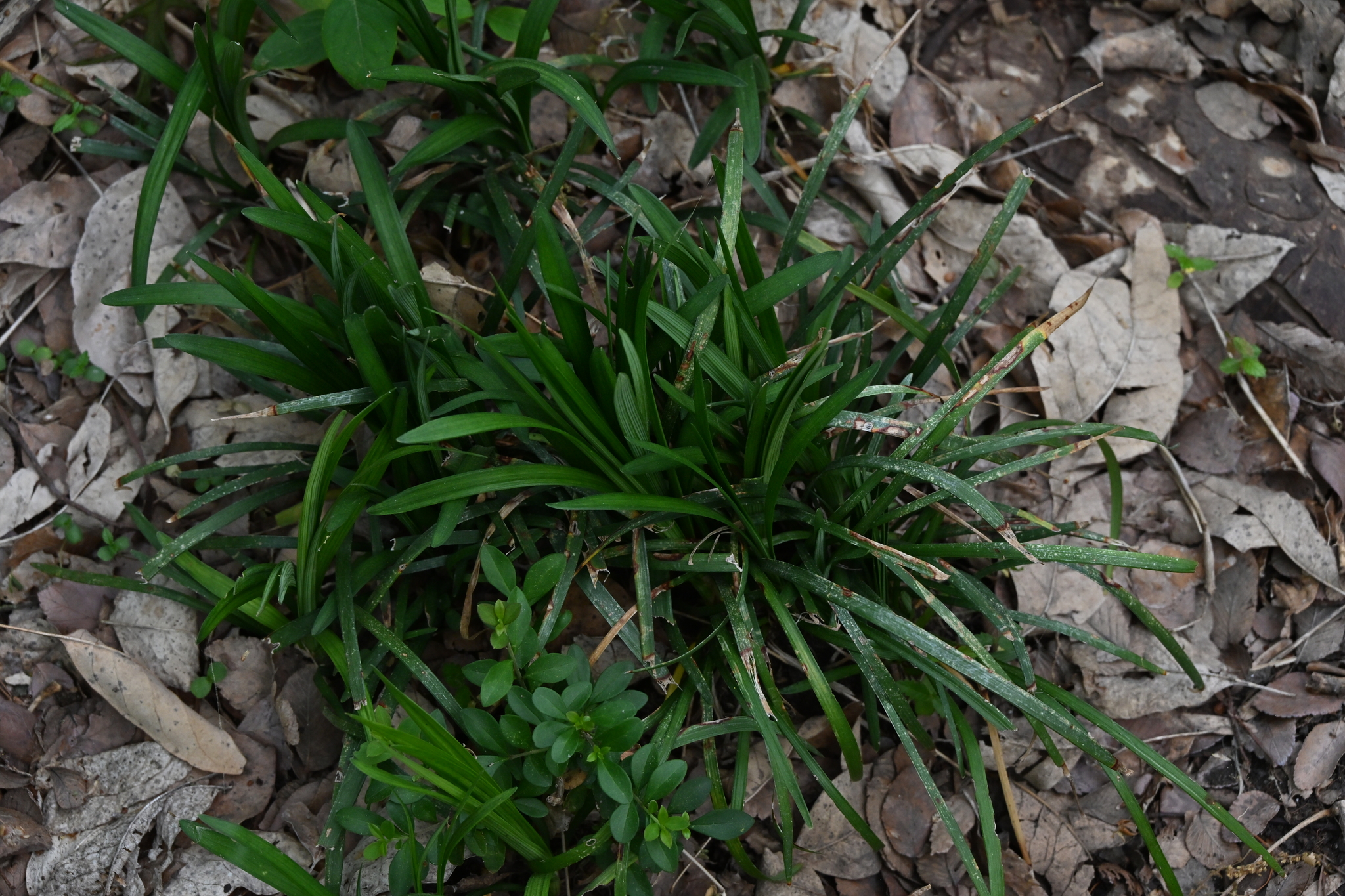 Liriope (Liriope muscari)