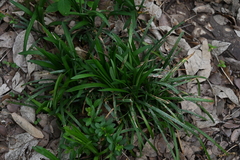 Traubenlilie (Liriope muscari)