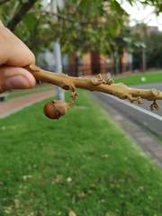 Aegiphila bogotensis