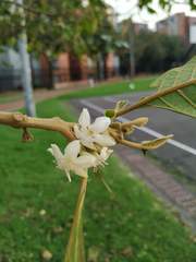 Aegiphila bogotensis