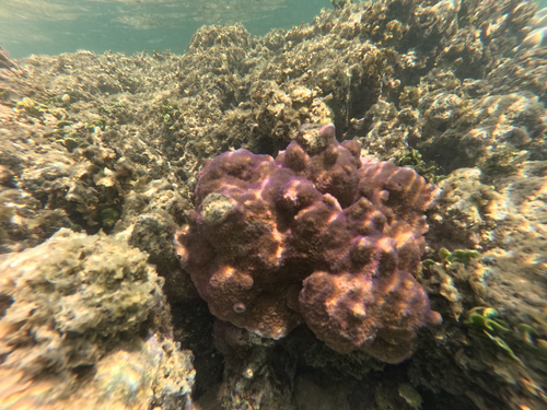 Montipora patula observed 2026-04-05
