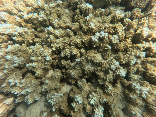 Montipora capitata observed 2026-04-05