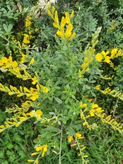 Genista tinctoria