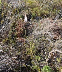Bulbinella trinervis