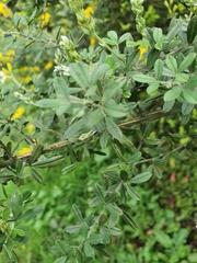 Genista tinctoria